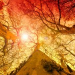Gergi tavan ağaç görseli